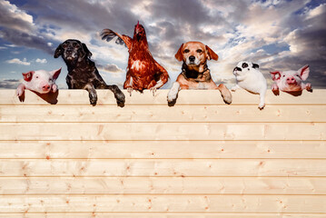 Naklejka na ściany i meble Ferkel, Hunde, ein Huhn und ein Kaninchen schauen über eine Bretterwand.