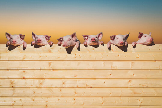Lustige Nutztiermontage - Ferkel blicken &uuml;ber eine Bretterwand.