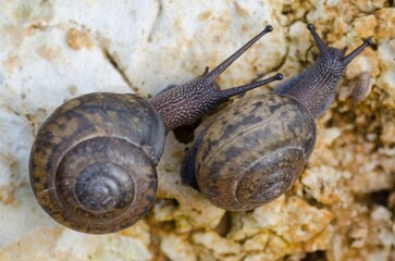 snails on a stone