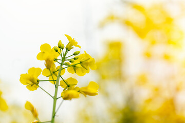 Fototapeta na wymiar rapeseed flower on a rapeseed field background Space for text