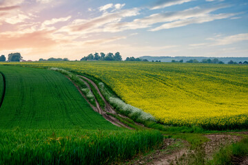 rapeseed and wheat fields and cloudy blue sky in South Yorkshire. Amazing English landscape