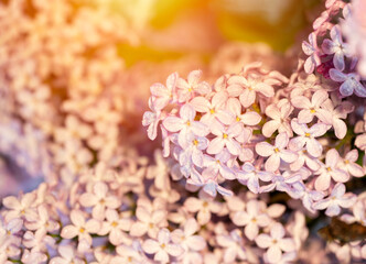 Lilac flowers in the spring warm day. Beautiful nature scene with blooming tree and sun flare. Spring flowers. Springtime