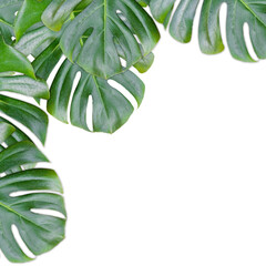 Fototapeta na wymiar Monstera plant leaf on white background or leaves border isolated on white. Copy space