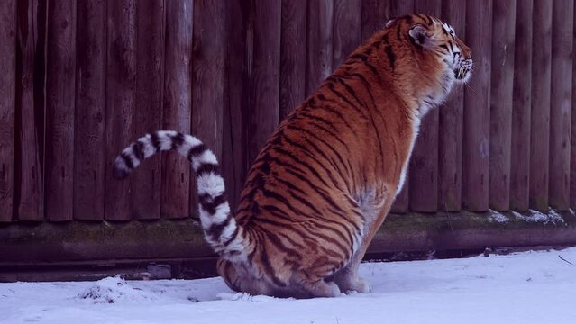4k120 fps super slow motion video of big male Siberian tiger, panthera tigris altaica in cold winter forest after snowfall , national park Leopard Land, filmed on Nikon z9 high quality 8k camera