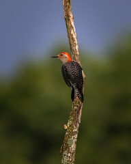 Birds - Red Bellied Woodpecker, Sleeter Lake, Loudoun County Virginia