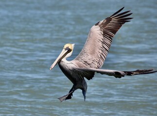 Pelican Landing