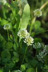 The white clover (lat. Trifolium repens), of the family Fabaceae. Central Russia.