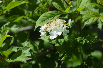 The guelder-rose (lat. Viburnum opulus), of the family Adoxaceae. Central Russia.