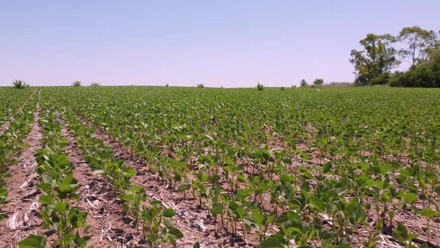 Vista cercana de un campo sembrado con soja (soya) en Argentina