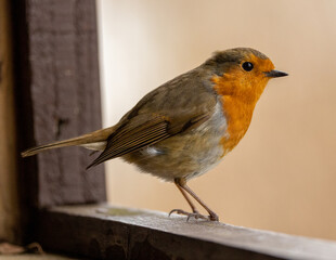 Robin sitting on a bird hide window frame.