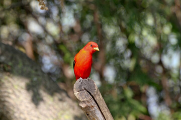 Male Scarlet Tenager