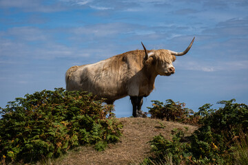 Cow Standing on Rock