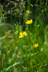 The meadow buttercup (lat. Ranunculus acris), of the family Ranunculaceae. Central Russia.