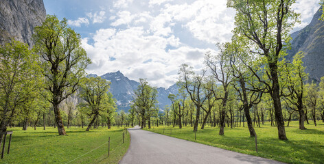 famous country road Karwendel valley, old maple trees Ahornboden, spring landscape tirol