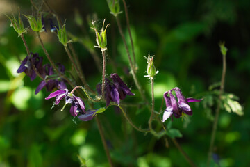 The common columbine (lat. Aquilegia vulgaris), of the family Ranunculaceae. Central Russia.