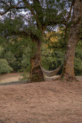 Hammock in Sunny Field