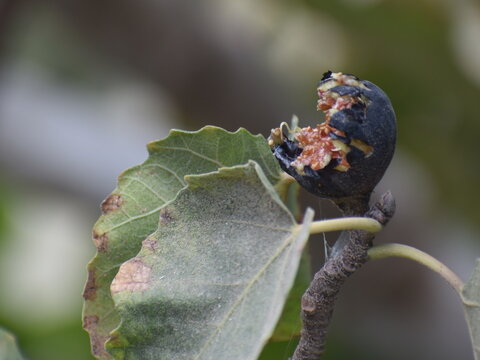 Breva Pica oasis bird food