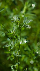 Fototapeta na wymiar The yellow lucerne (lat. Medicago falcata), of the family Fabaceae. Central Russia.