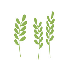 Three green twigs with leaves, the first spring greenery, microgreens on a white background, a simple illustration for the design of postcards, invitations, and advertising.