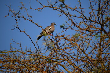 Pica oasis pigeon