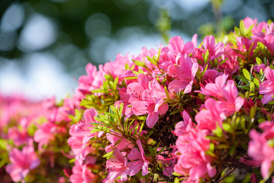 Pink azalea flower, in full bloom, Rhododendron