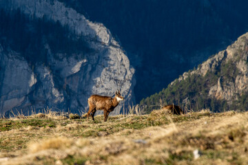 elk in the mountains