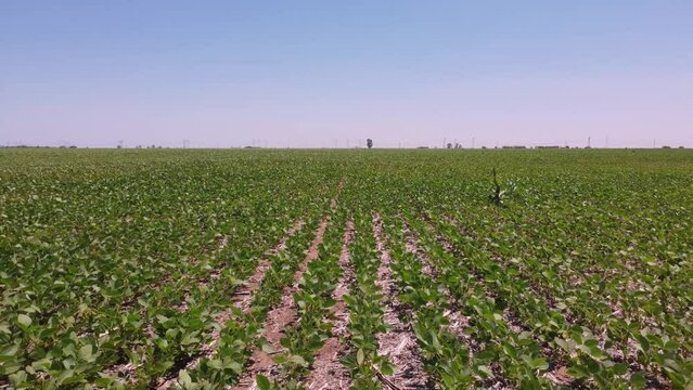 Vuelo a media altura sobre un campo cultivado con soja (soya) en el litoral argentino