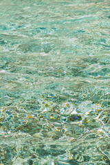 coral reef in the sea