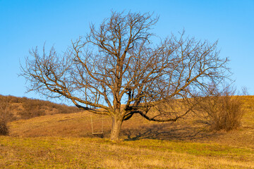 Leafless tree with swing on top of a hill in the afternoon sun
