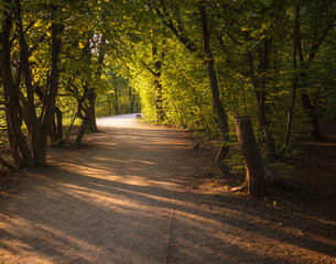 Naklejka premium Pathway with bench at Normafa, Budapest