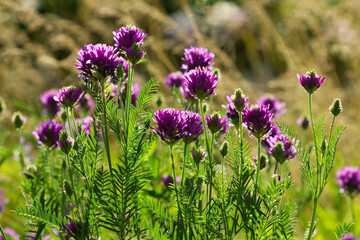 Astragalus onobrychis, of the family Fabaceae. Central Russia.