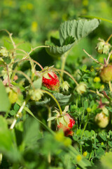 The garden strawberry (lat. Fragaria ananassa), of the family Rosaceae. Central Russia.