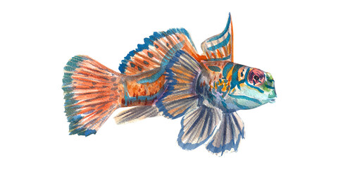 Tropical mandarin fish isolated on a white background. Watercolor illustration of exotic marine animals. Inhabitant of the barrier reef, aquariums. A bright fish. Suitable for postcards, packaging.