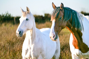 Fototapeta na wymiar Horses in County Clare, Ireland