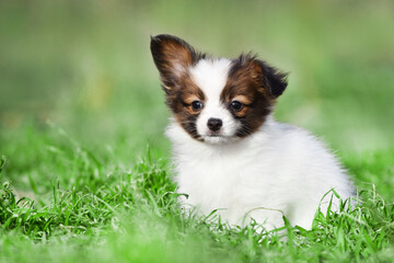 Toy papillon puppy sits in green grass and looks at the camera