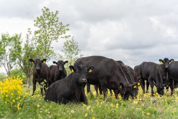 Black Angus Cattle in Springtime.
