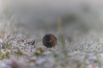 Dunnock Prunella modularis in close view in a cold winter morning