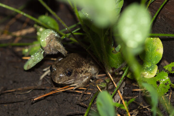 The European common spadefoot (lat. Pelobates fuscus), of the family Pelobatidae. Central Russia.