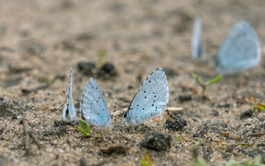 Shasta Blue butterflies sit on a dried-up puddle close-up