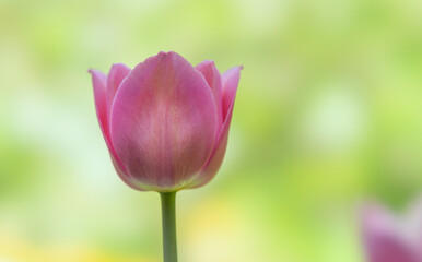Obraz na płótnie Canvas Purple tulip flower close-up on a colored blurred background