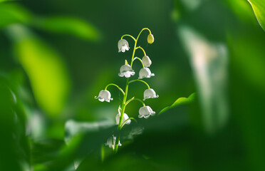 Blooming Lilies of the Valley in early spring close-up on a blurry background