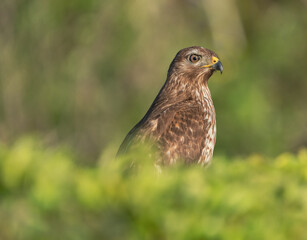 Young hawk