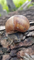 A snail in a large shell moves along the bark of a pine tree