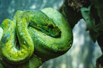 Green phyton snake on the branch