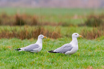 Close up of a couple European Herring Gulls, Larus Argentatus, yellow beak with red spot in a green pasture against blurry background. The male has a wound or infection around the right eye