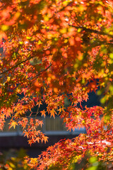 日本　愛知県豊田市足助町の香嵐渓の紅葉