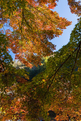 Fototapeta premium 日本 愛知県豊田市足助町の香嵐渓の紅葉