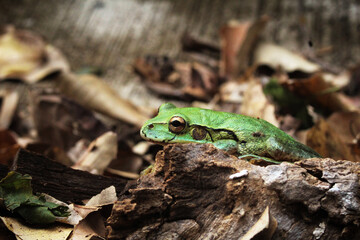 Green frog