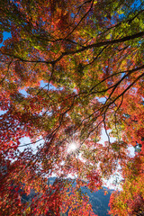 日本　愛知県豊田市足助町の香嵐渓の紅葉と木漏れ日