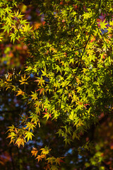 日本　愛知県豊田市足助町の香嵐渓の紅葉